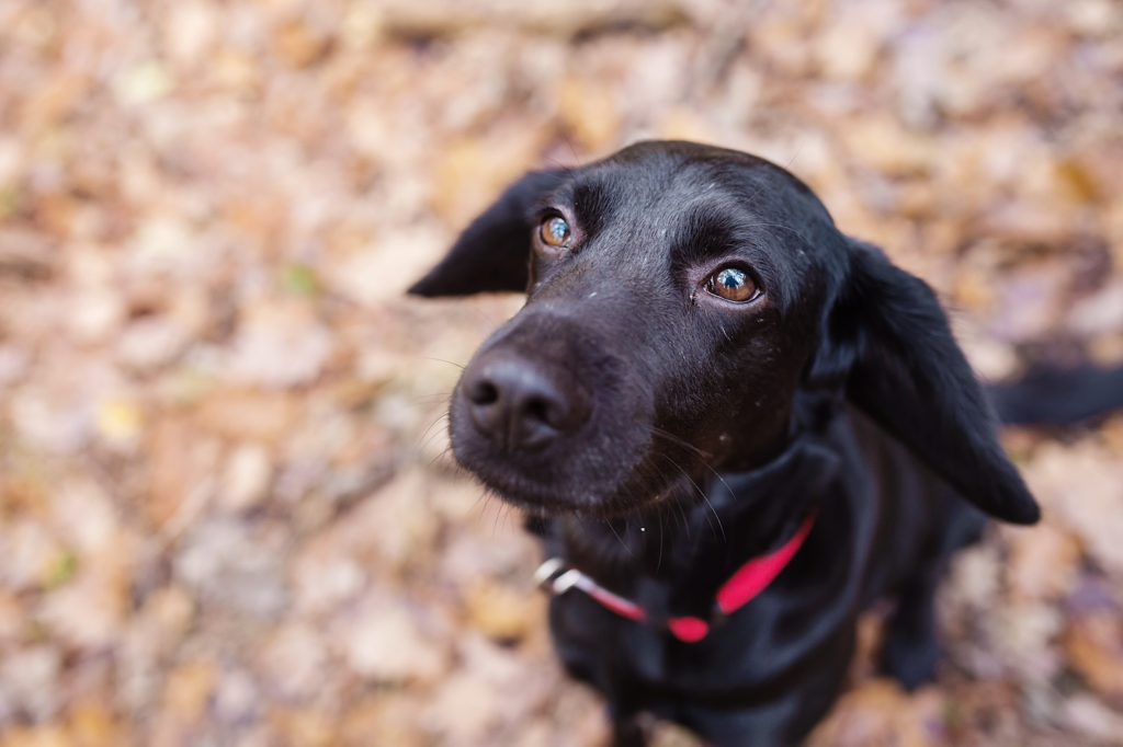 Royal Canin Hypoallergenic auch für den sensibelsten Hund Welas Garden